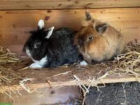 Suche Zwergkaninchen, männlich, nicht mehr jung