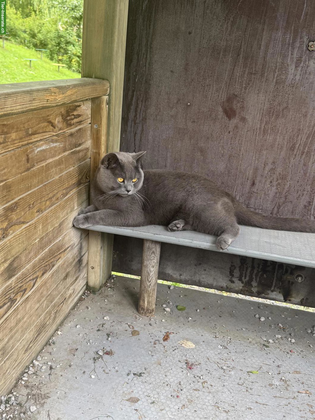 Britisch Kurzhaar Kater, 1-jährig