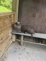 Britisch Kurzhaar Kater, 1-jährig