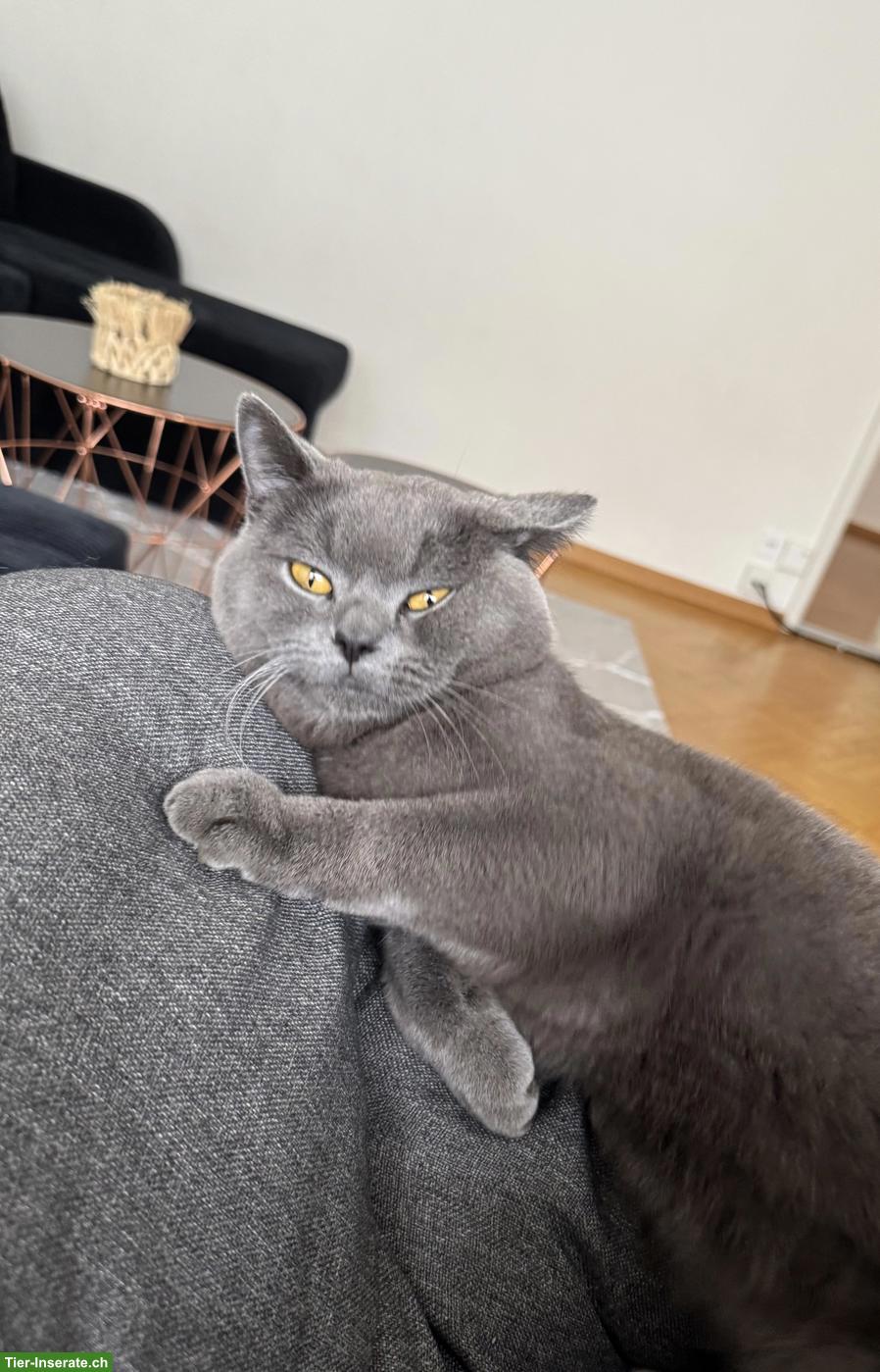 Bild 2: Britisch Kurzhaar Kater, 1-jährig