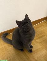 Junger Britisch Kurzhaar Kater