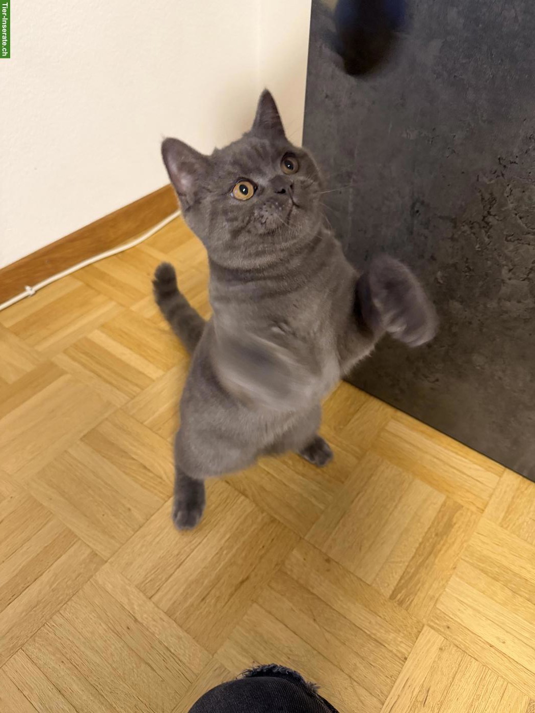 Bild 2: Junger Britisch Kurzhaar Kater