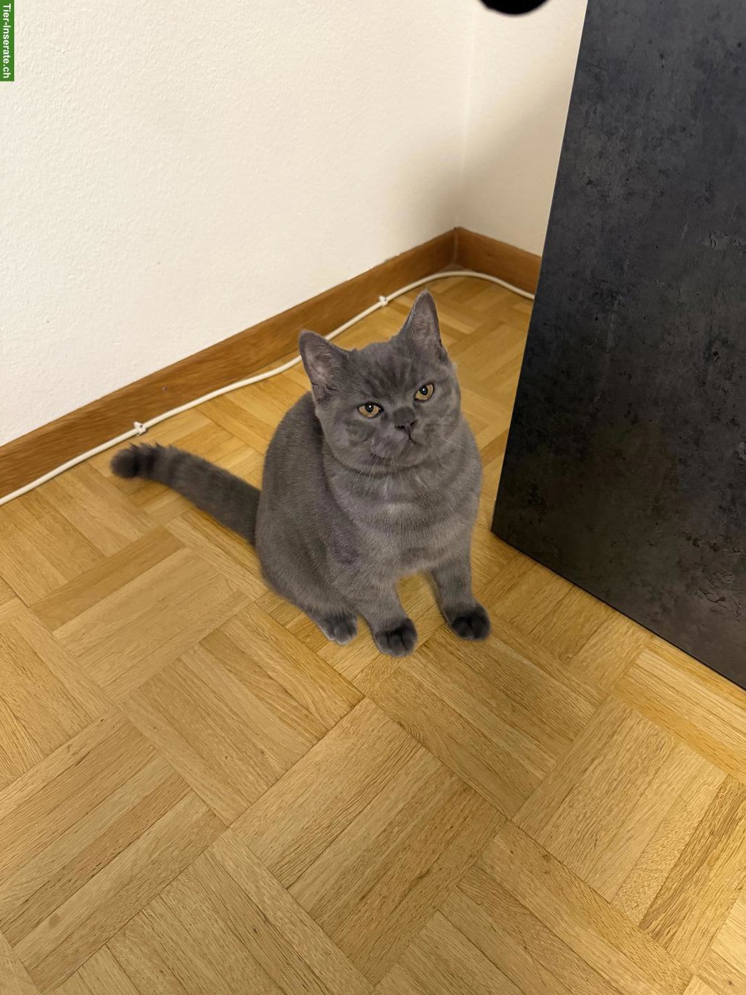 Bild 3: Junger Britisch Kurzhaar Kater
