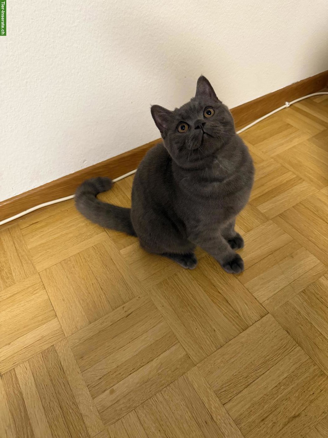 Bild 4: Junger Britisch Kurzhaar Kater