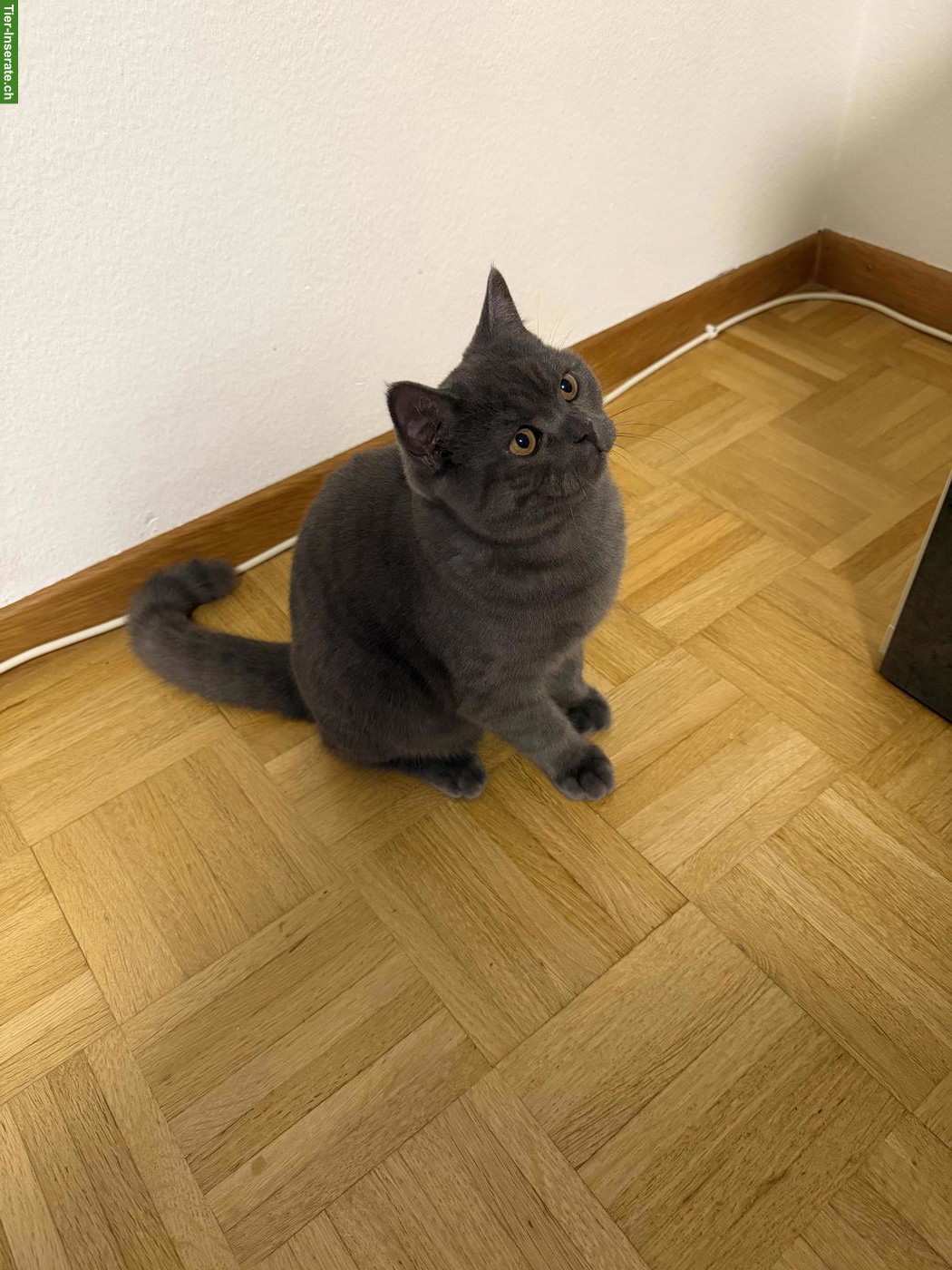 Bild 5: Junger Britisch Kurzhaar Kater