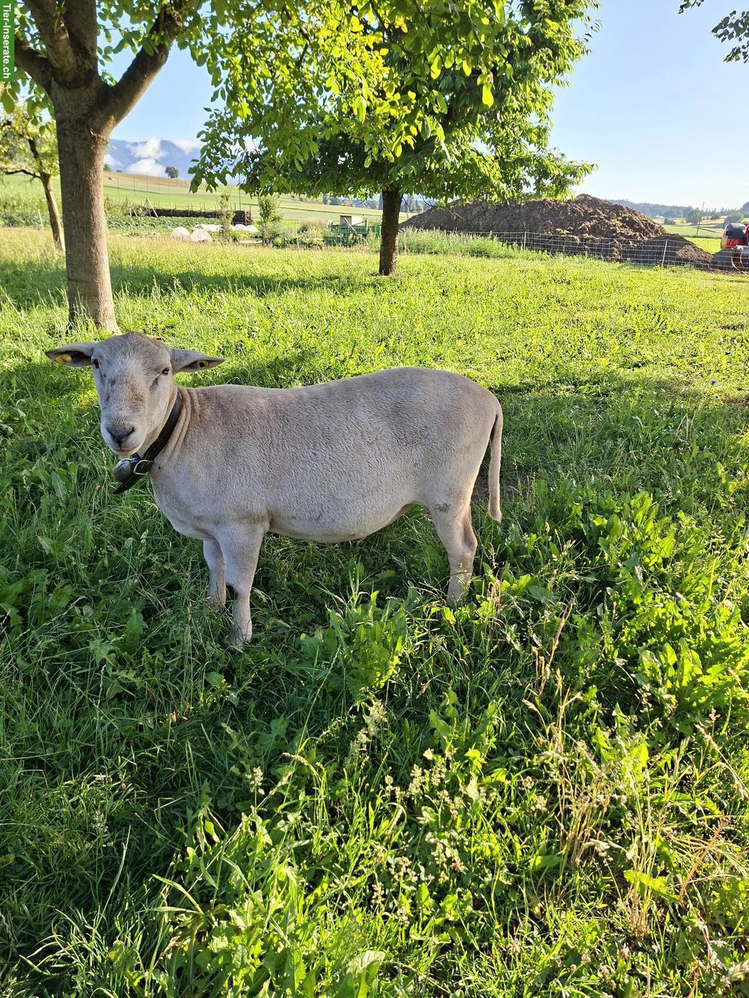 Junger Nolana Schafbock