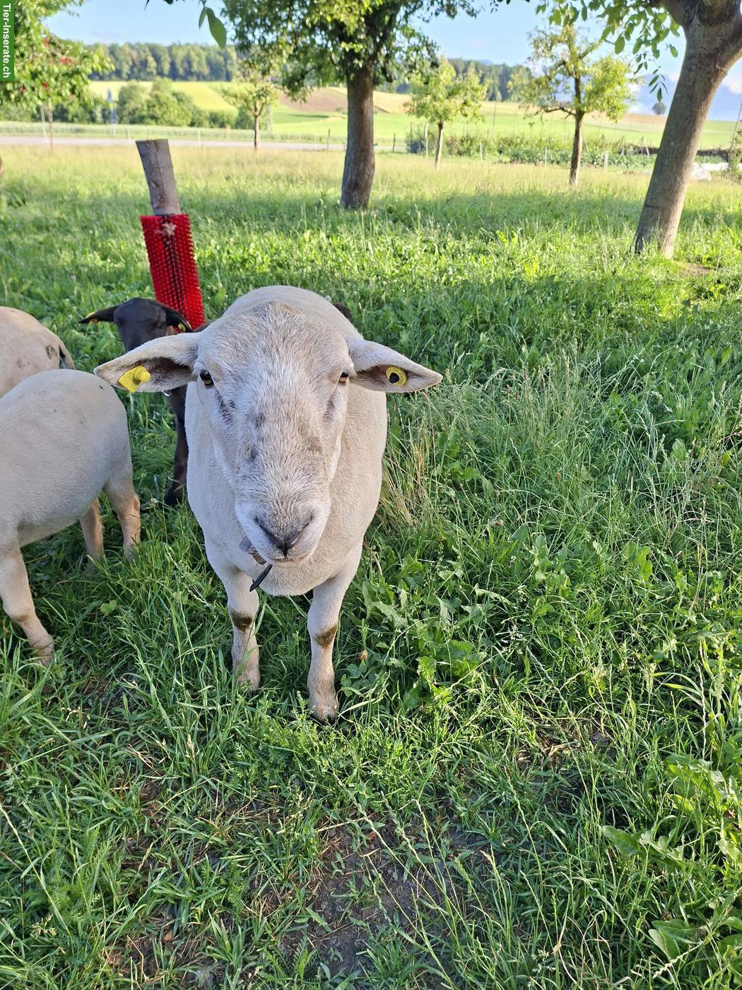 Bild 2: Junger Nolana Schafbock