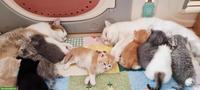 Wunderschöne BKH Kitten mit Stammbaum
