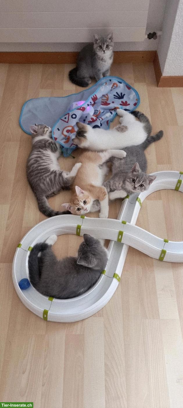 Bild 2: Wunderschöne BKH Kitten mit Stammbaum