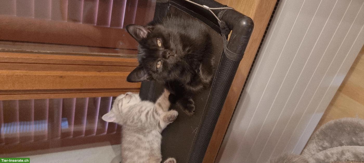 Bild 3: Wunderschöne BKH Kitten mit Stammbaum