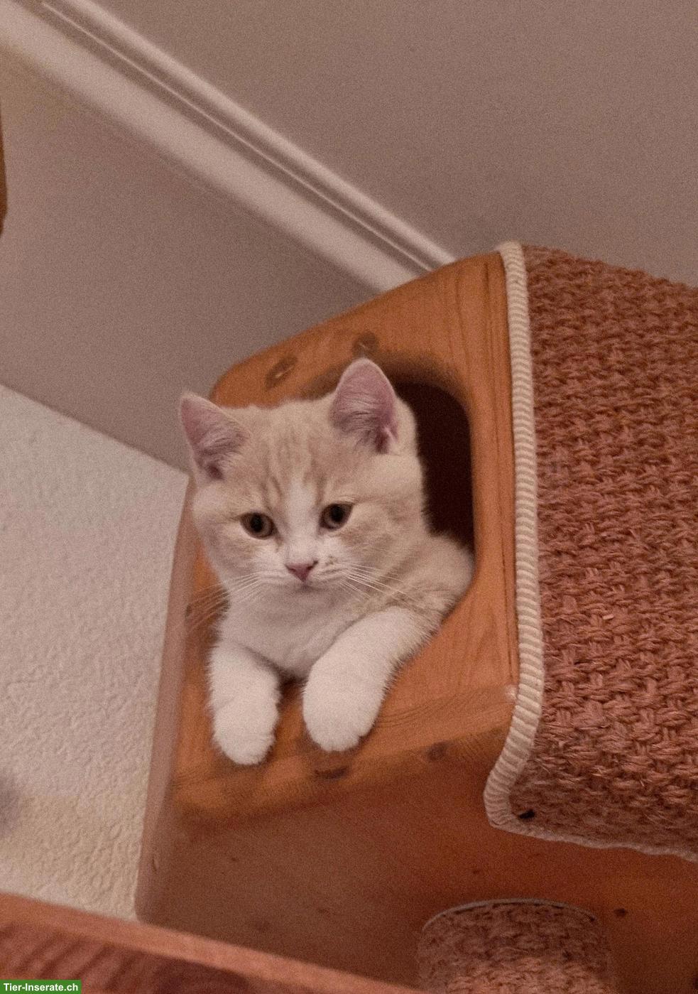 Bild 4: Wunderschöne BKH Kitten mit Stammbaum