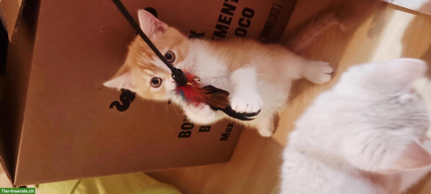 Bild 5: Wunderschöne BKH Kitten mit Stammbaum