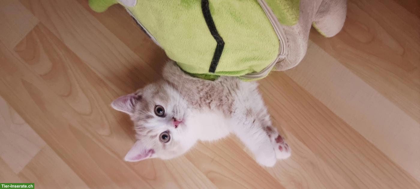 Bild 6: Wunderschöne BKH Kitten mit Stammbaum
