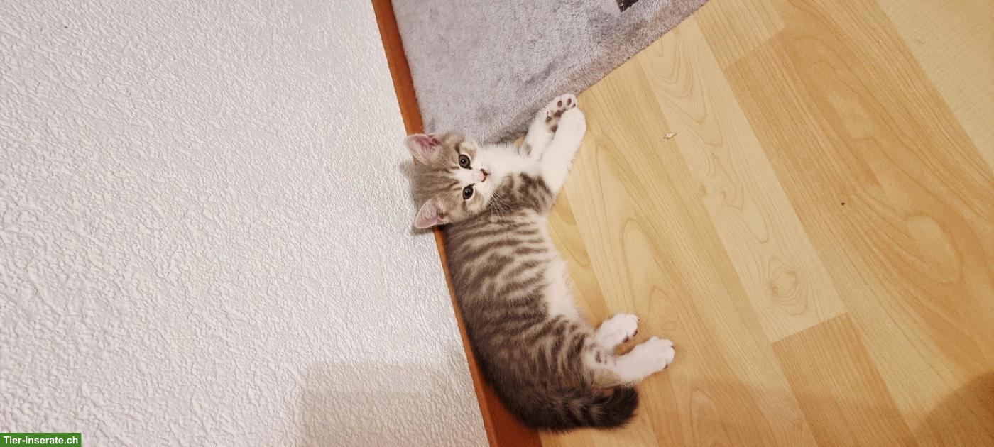 Bild 7: Wunderschöne BKH Kitten mit Stammbaum
