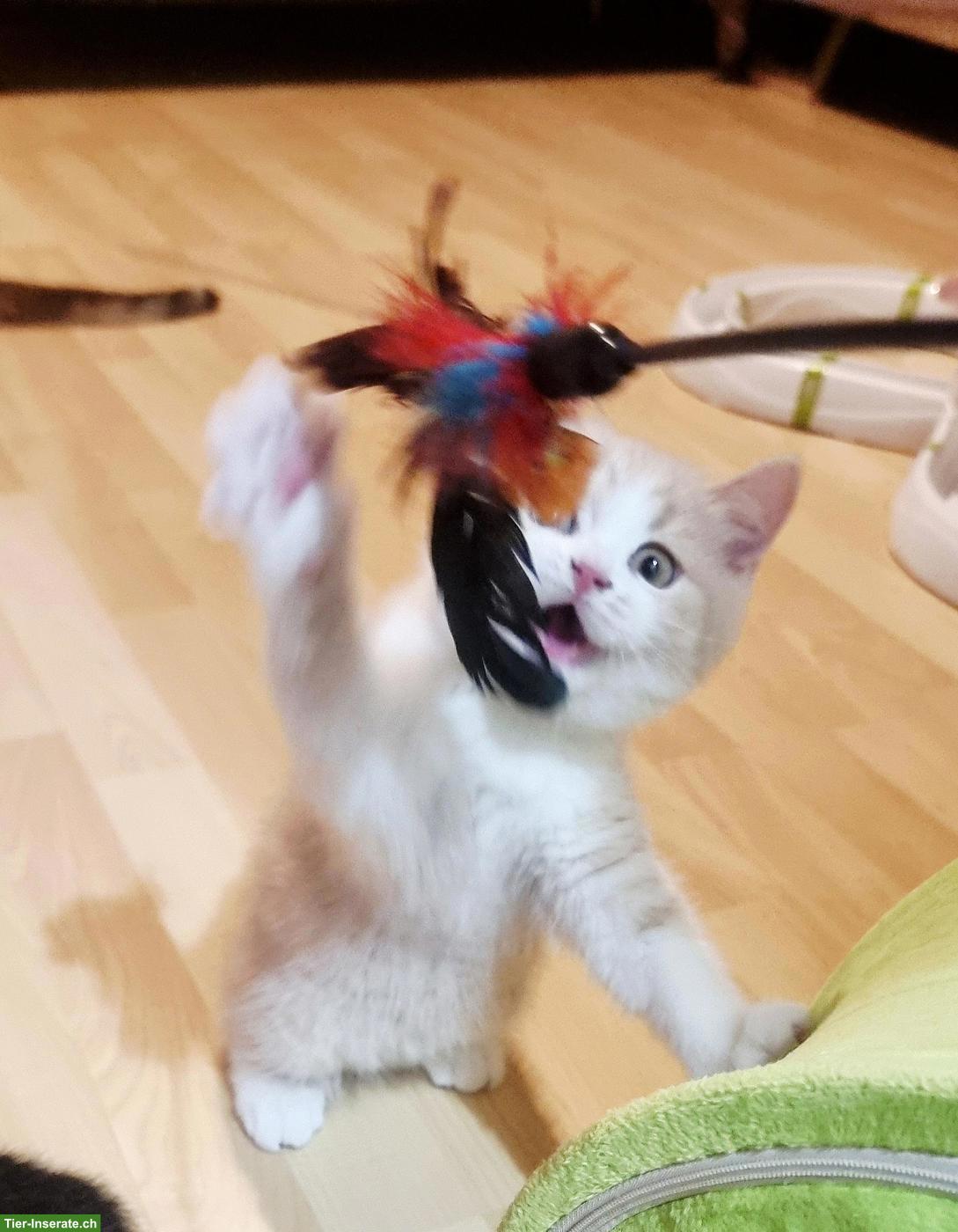 Bild 8: Wunderschöne BKH Kitten mit Stammbaum