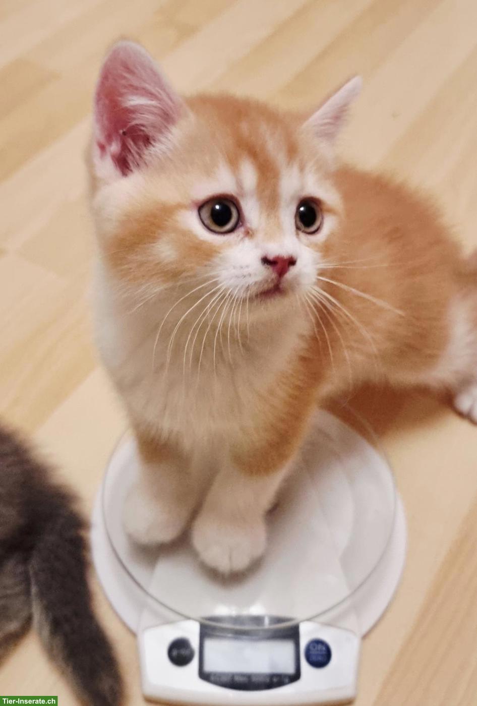 Bild 9: Wunderschöne BKH Kitten mit Stammbaum