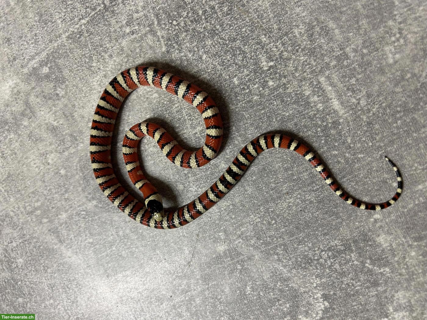 Lampropeltis pyromelana NZ 2025