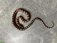 Lampropeltis pyromelana NZ 2025
