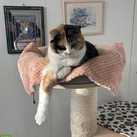Dreifarbige Kätzin Nava, Einzelkatze, Freigänger