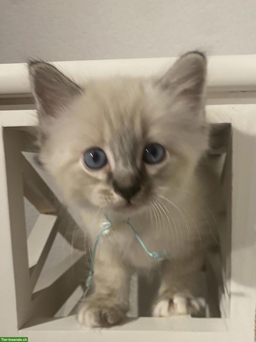 Heilige Birma Mix Kitten suchen liebes Zuhause