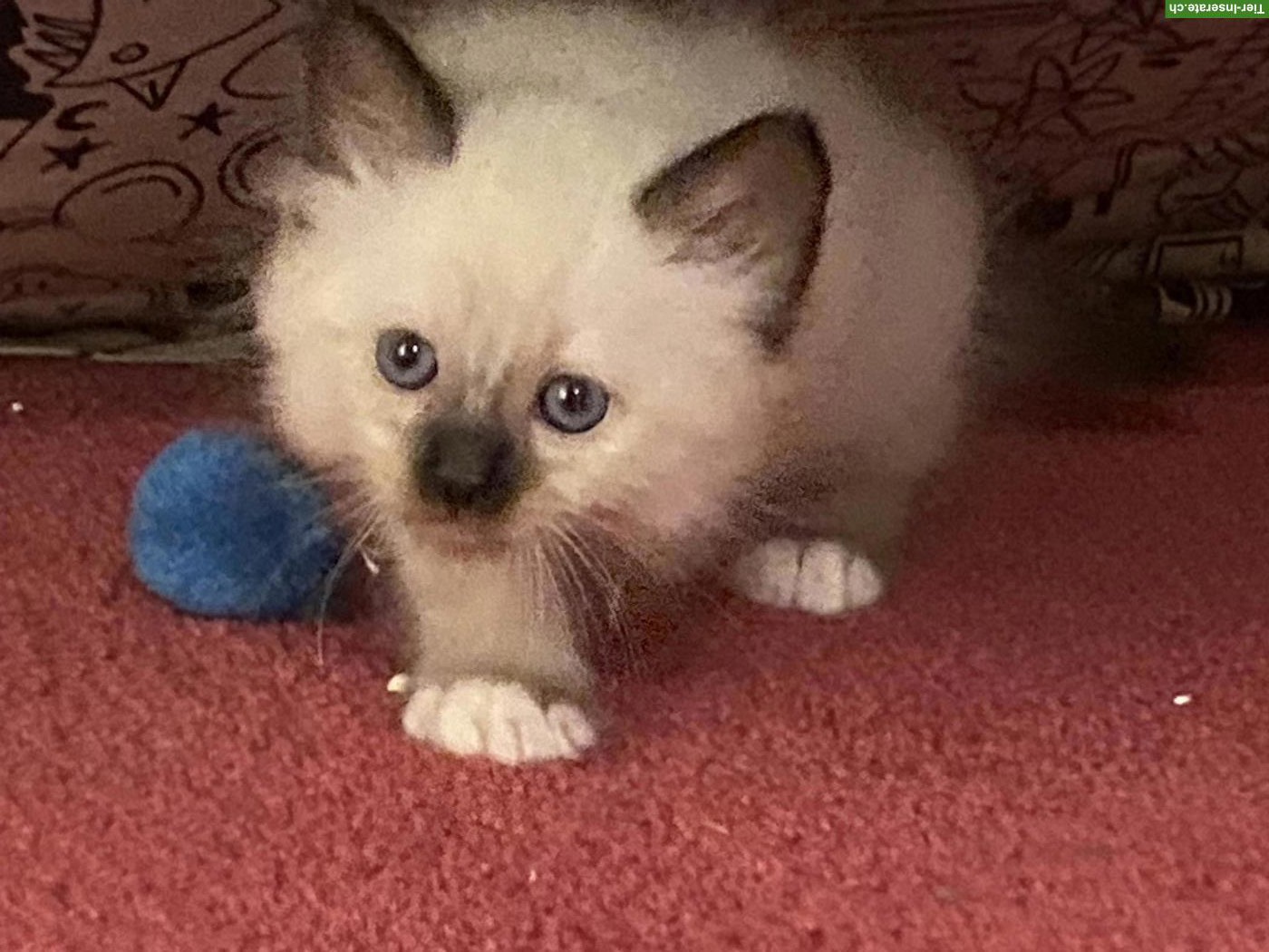 Bild 2: Heilige Birma Mix Kitten suchen liebes Zuhause