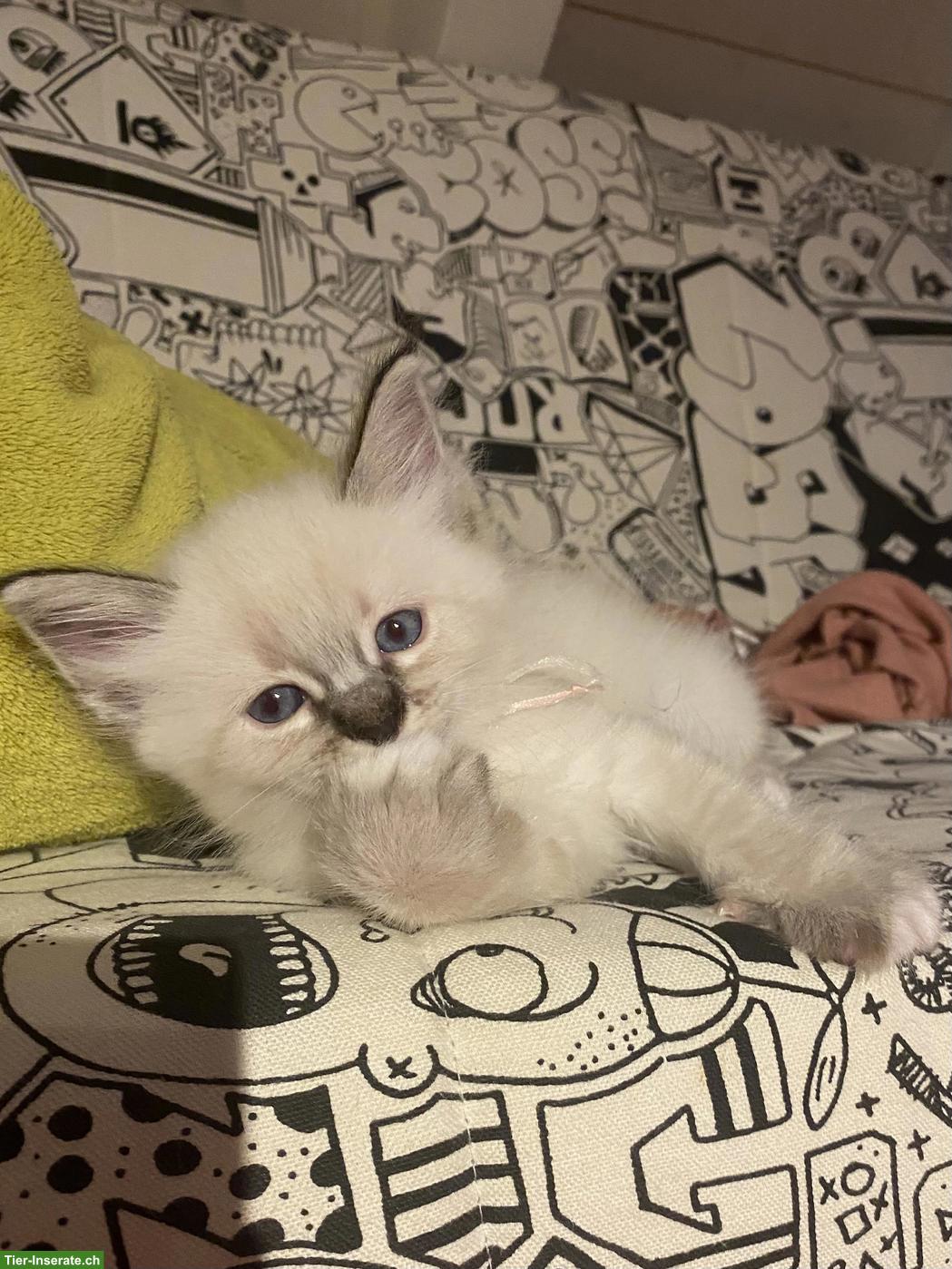 Bild 3: Heilige Birma Mix Kitten suchen liebes Zuhause