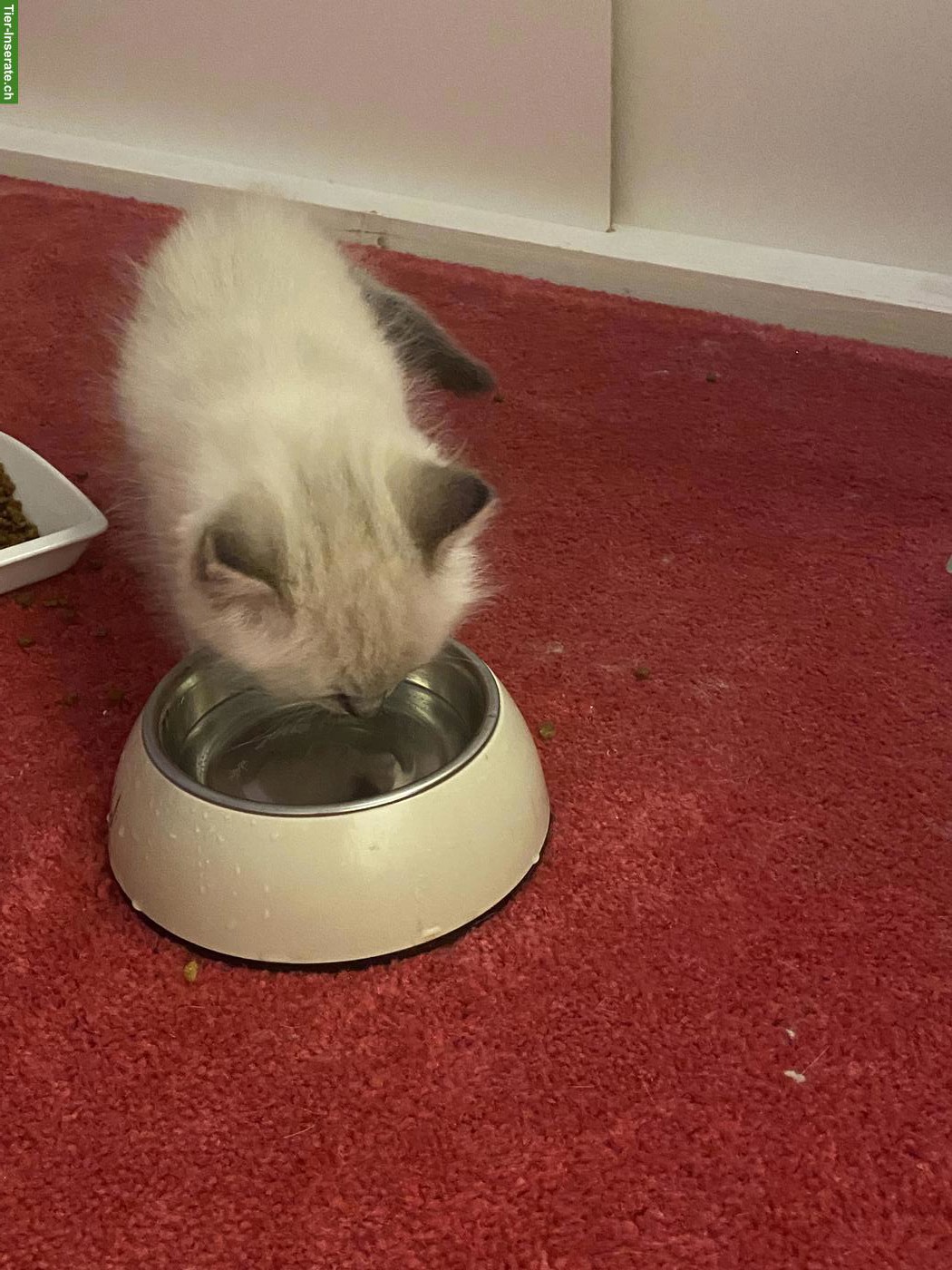Bild 4: Heilige Birma Mix Kitten suchen liebes Zuhause