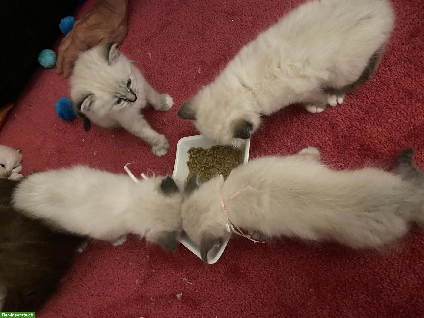 Bild 5: Heilige Birma Mix Kitten suchen liebes Zuhause