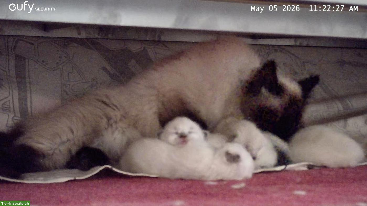 Bild 6: Heilige Birma Mix Kitten suchen liebes Zuhause