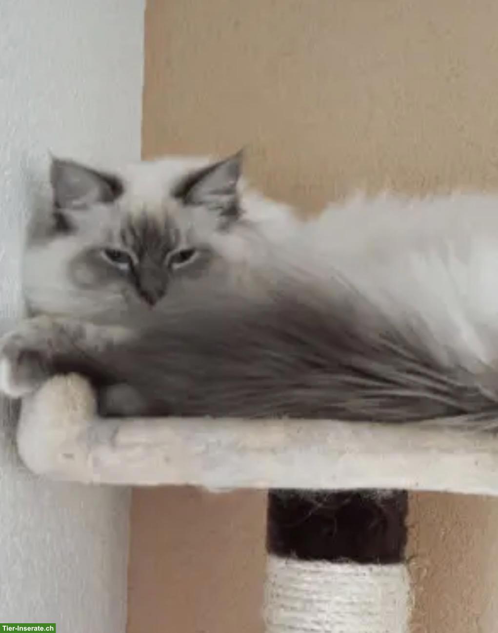 Bild 7: Heilige Birma Mix Kitten suchen liebes Zuhause