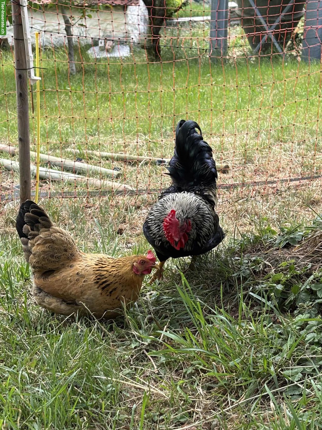 Bild 3: Junghenne mit Hahn abzugeben