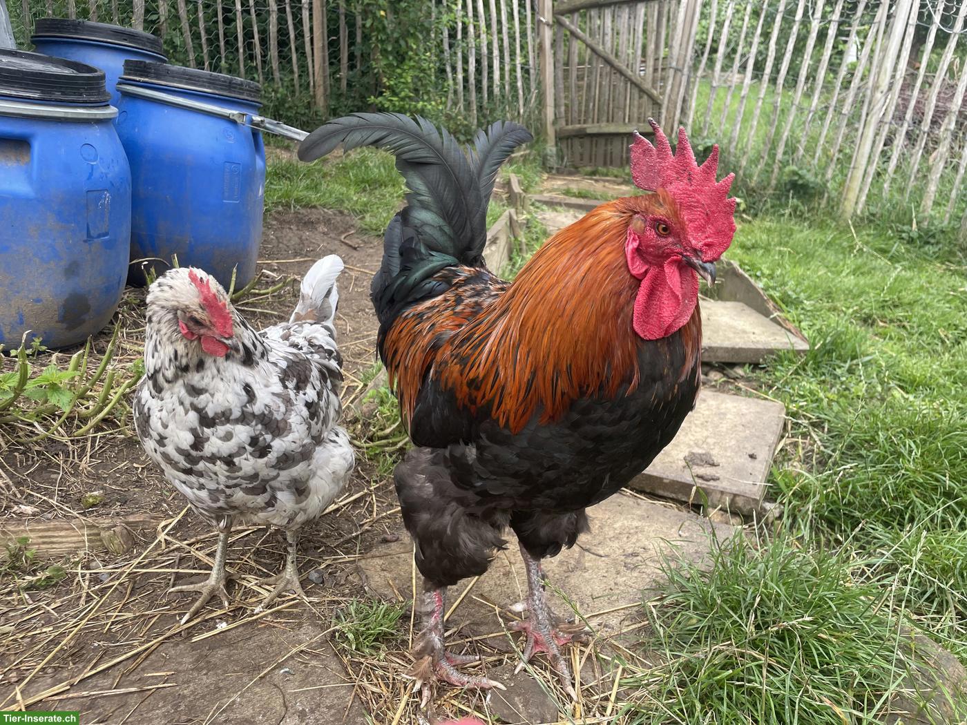 Schöner, grosser Marans Hahn gratis abzugeben