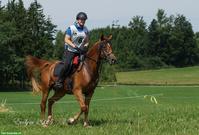 Shagya-Araber Wallach sucht neues 5-Sterne-Zuhause