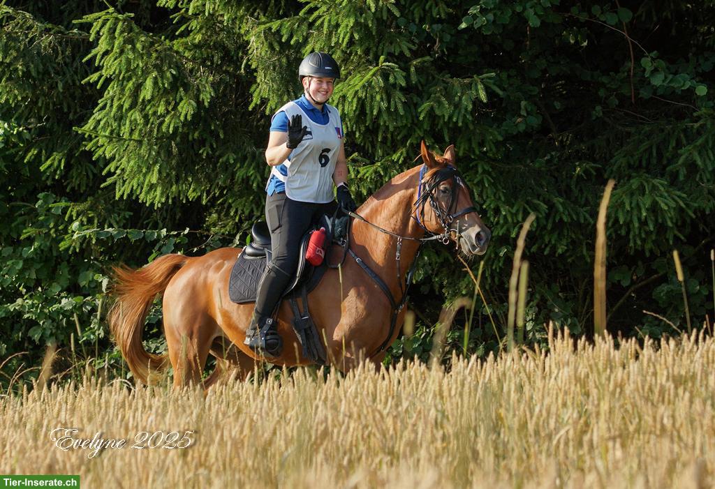 Bild 2: Shagya-Araber Wallach sucht neues 5-Sterne-Zuhause