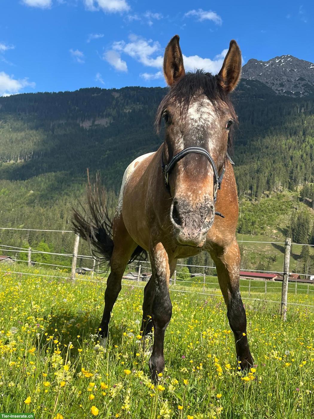Polnischen Warmblut-Wallach, liebenswerter Allrounder