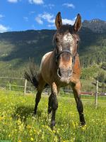 Polnischen Warmblut-Wallach, liebenswerter Allrounder