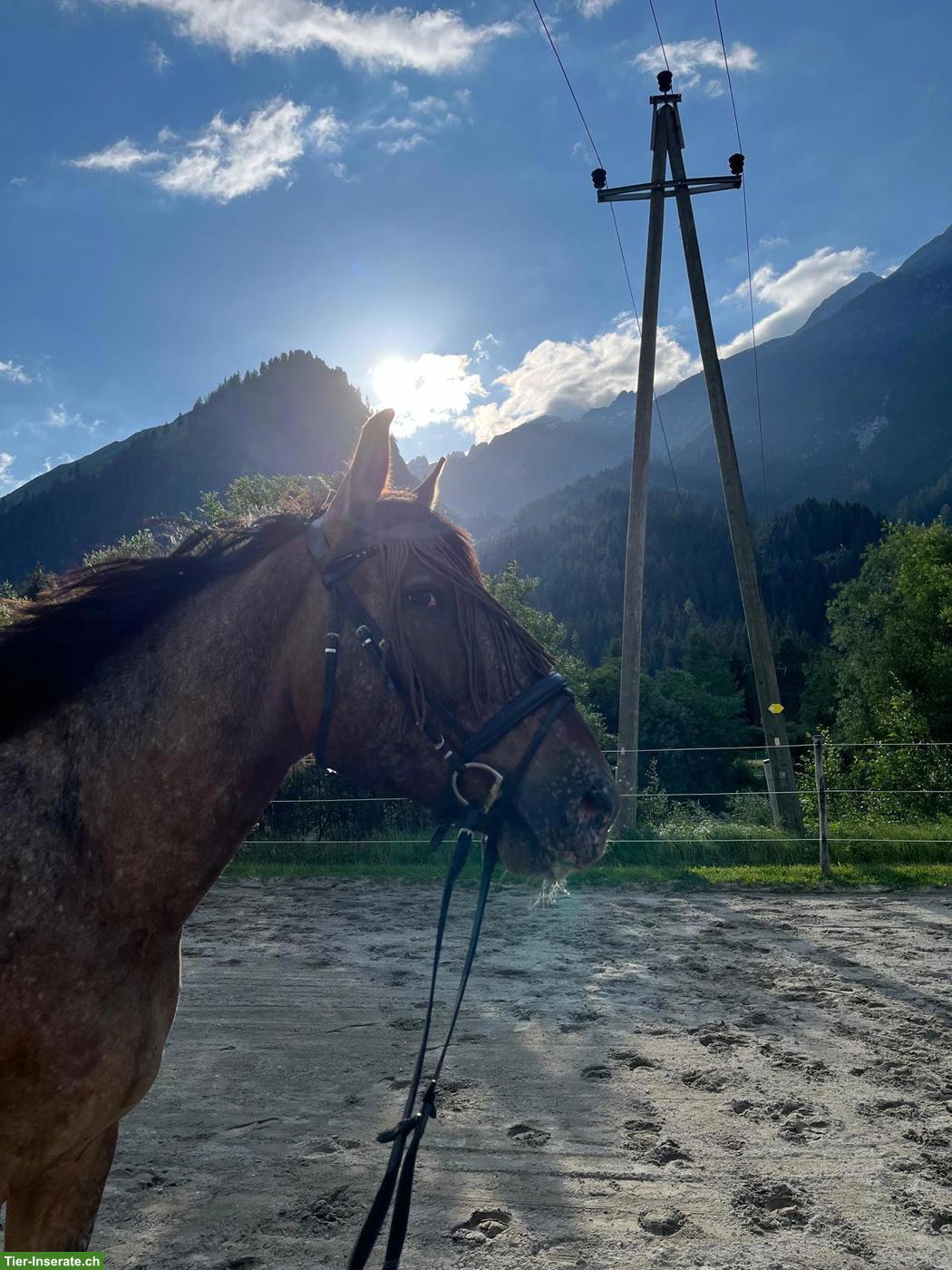 Bild 2: Polnischen Warmblut-Wallach, liebenswerter Allrounder