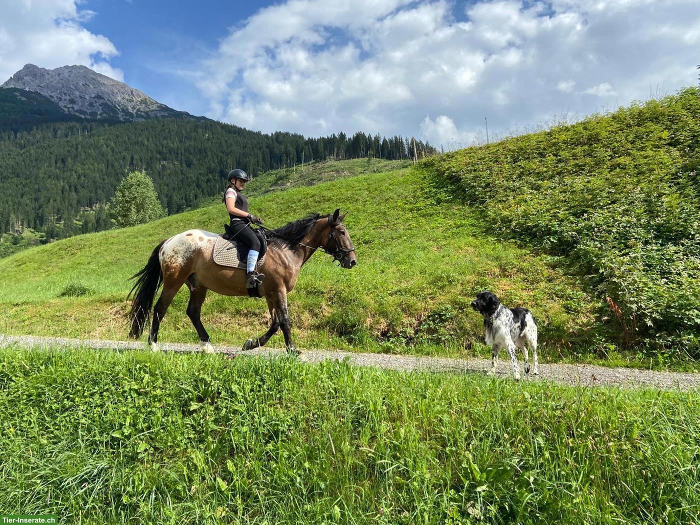 Bild 3: Polnischen Warmblut-Wallach, liebenswerter Allrounder