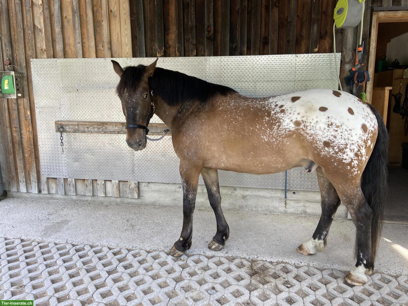Bild 4: Polnischen Warmblut-Wallach, liebenswerter Allrounder