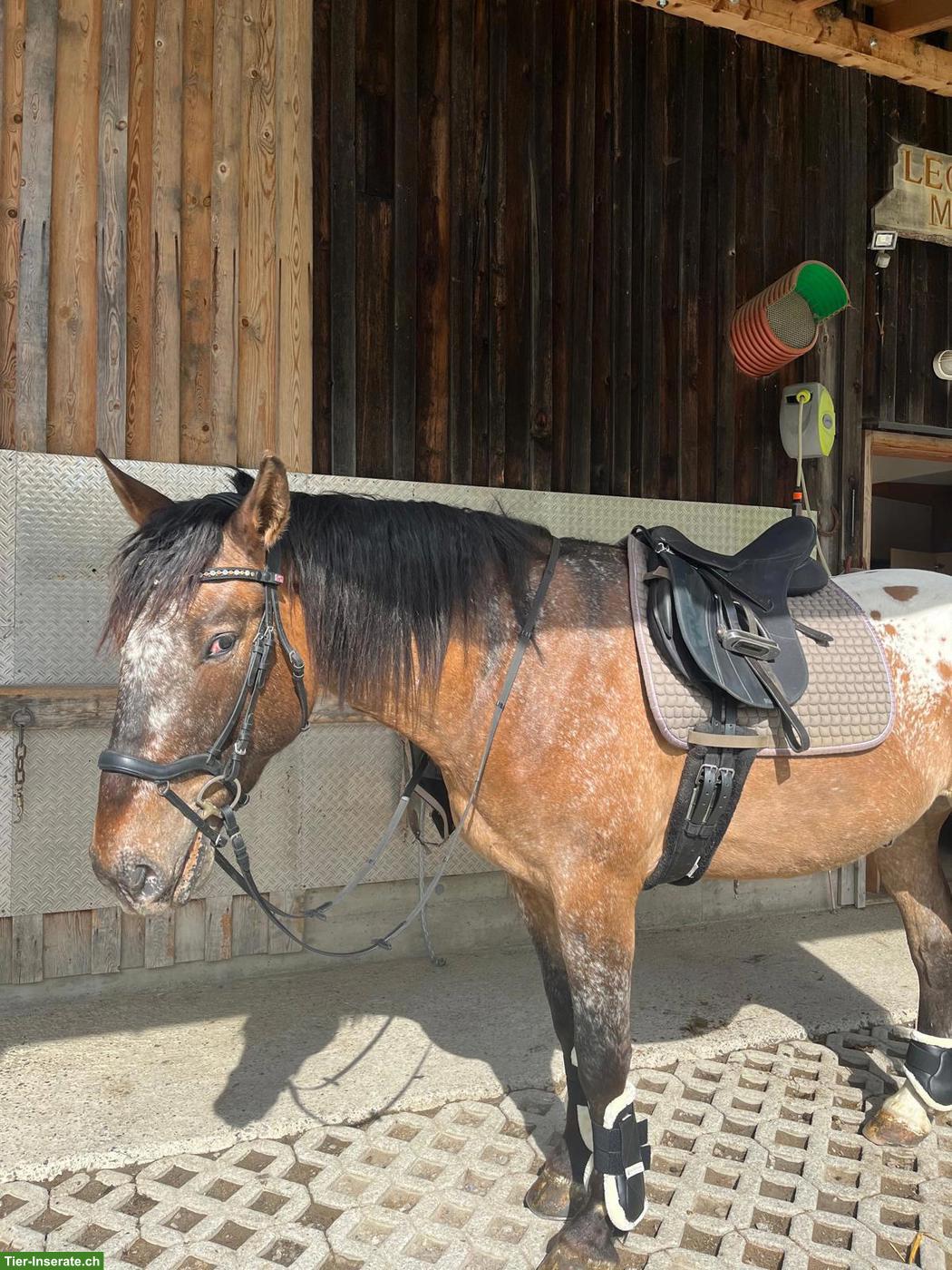 Bild 5: Polnischen Warmblut-Wallach, liebenswerter Allrounder
