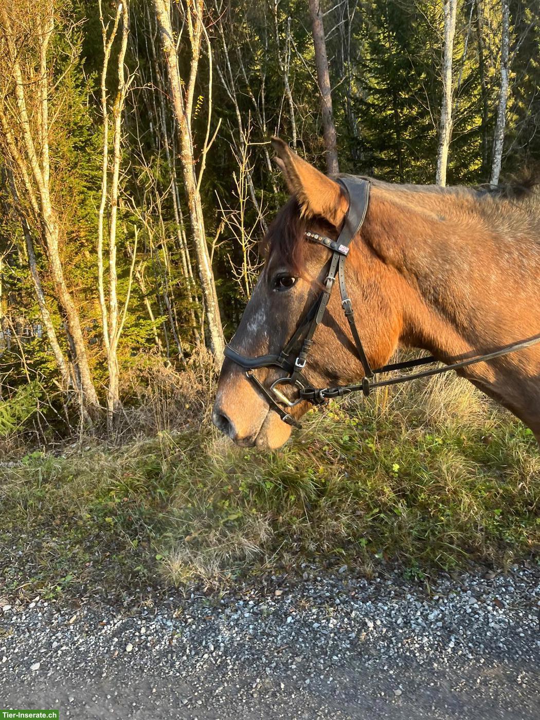 Bild 6: Polnischen Warmblut-Wallach, liebenswerter Allrounder