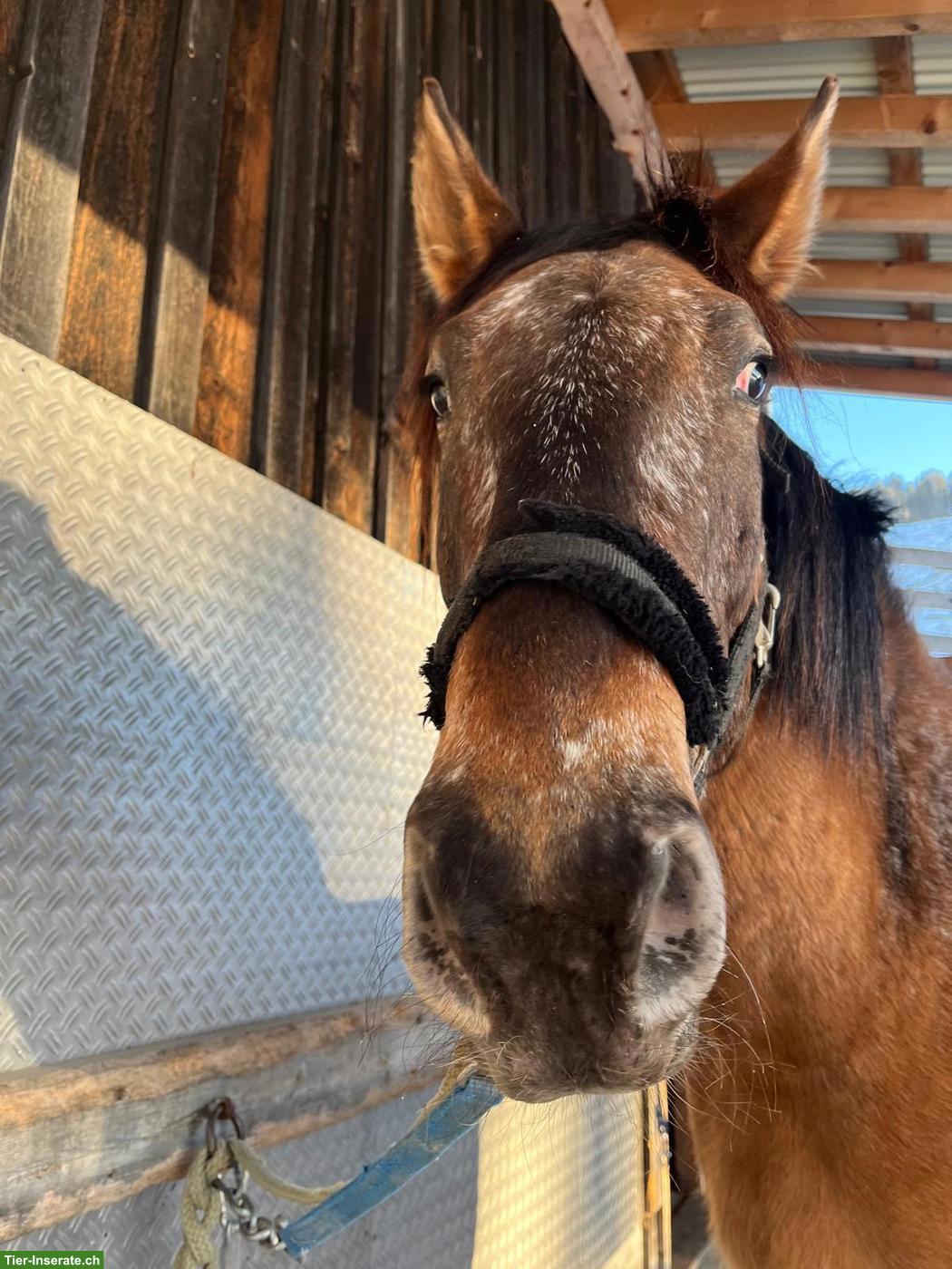 Bild 7: Polnischen Warmblut-Wallach, liebenswerter Allrounder