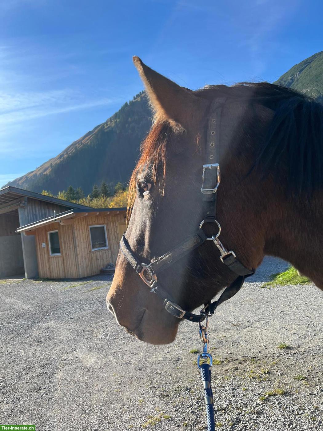 Bild 8: Polnischen Warmblut-Wallach, liebenswerter Allrounder