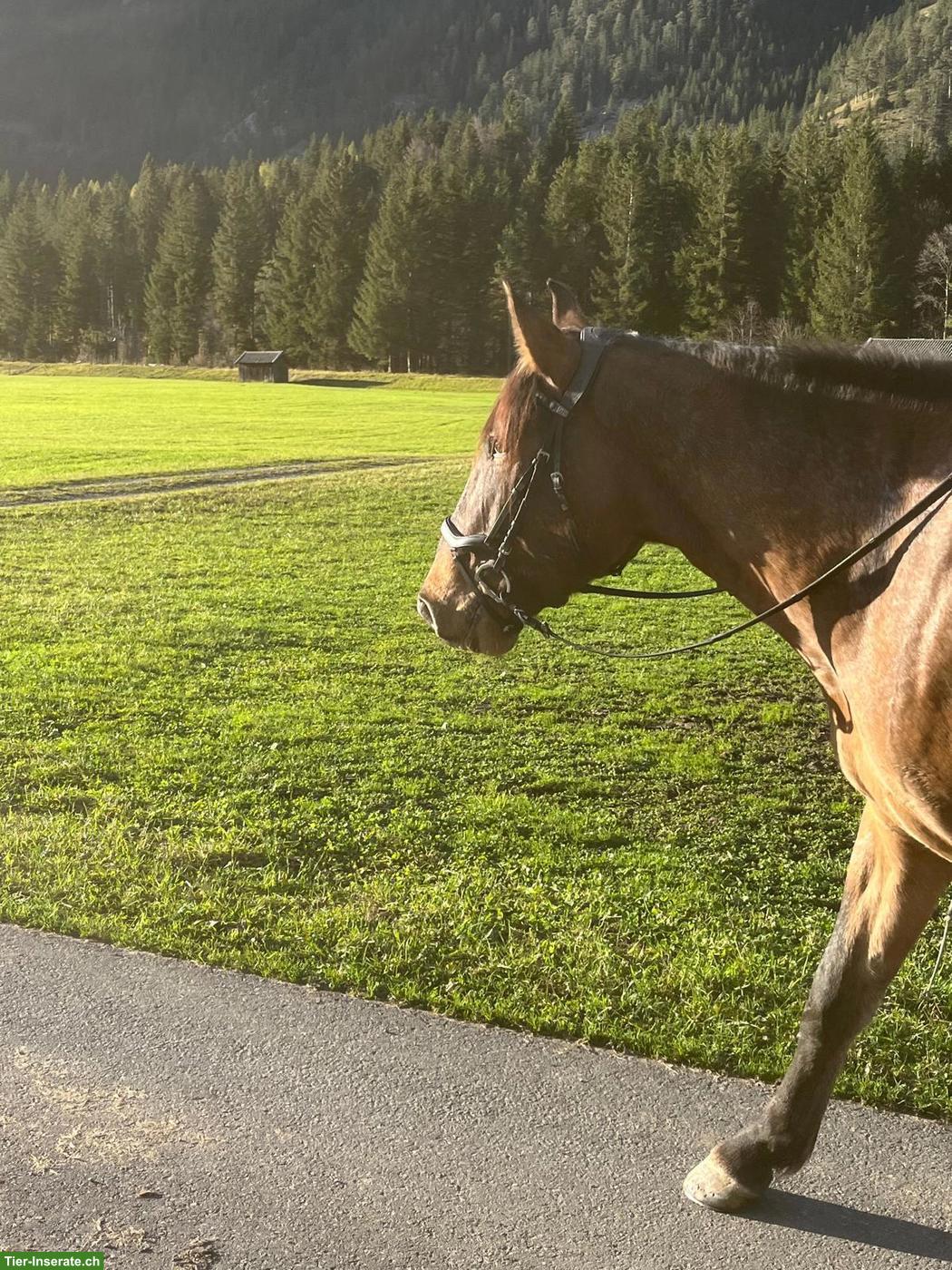 Bild 9: Polnischen Warmblut-Wallach, liebenswerter Allrounder