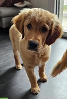Golden Retriever Welpe zu verkaufen
