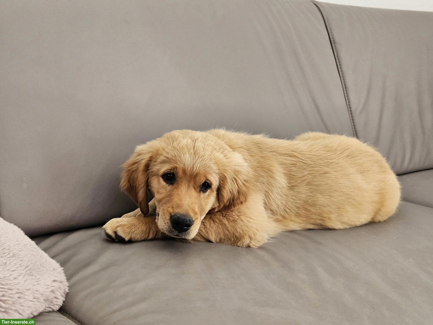 Bild 2: Golden Retriever Welpe zu verkaufen