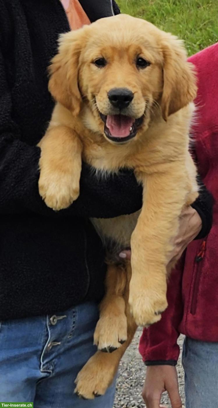Bild 3: Golden Retriever Welpe zu verkaufen