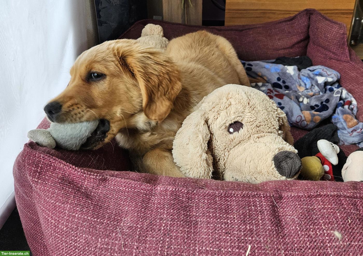 Bild 4: Golden Retriever Welpe zu verkaufen