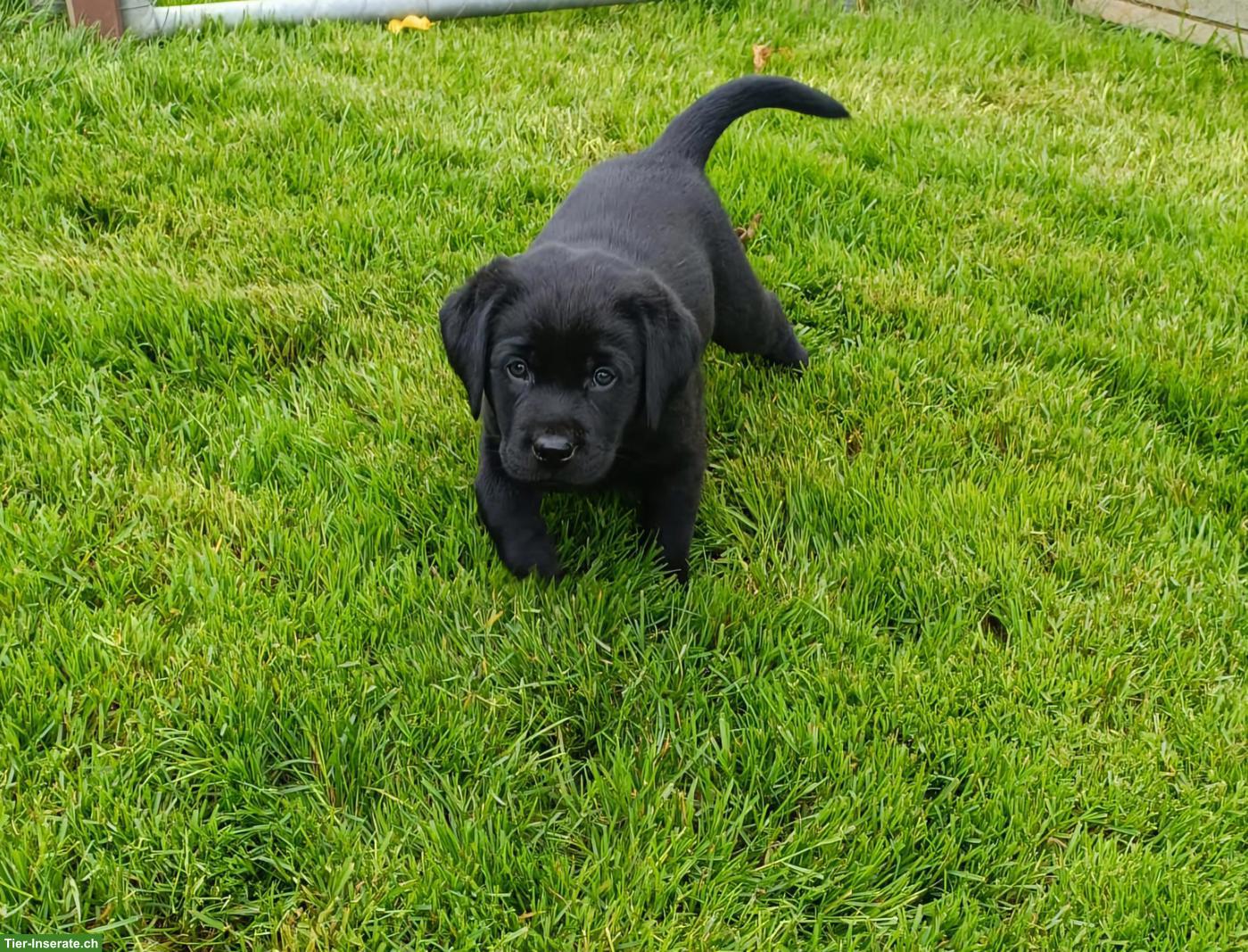 Schwarze Labrador Welpen