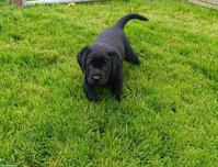 Schwarze Labrador Welpen